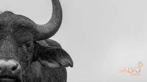 a bull market